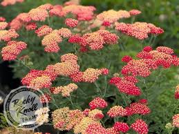 Attēlu rezultāti vaicājumam “Achillea millefolium”