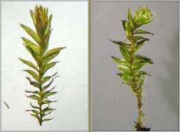 Attēlu rezultāti vaicājumam “Plagiothecium nemorale”