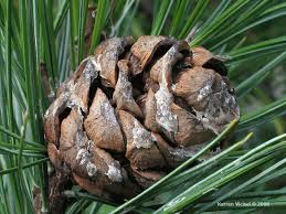 Image result for Pinus cembra