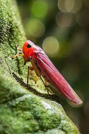 Attēlu rezultāti vaicājumam “Cicadellidae”