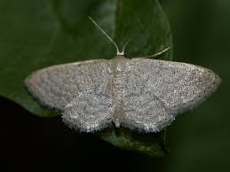 Attēlu rezultāti vaicājumam “Idaea sylvestraria”