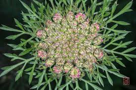 Attēlu rezultāti vaicājumam “Daucus sativus flower”