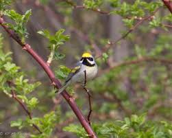 Image result for Vermivora chrysoptera