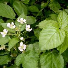 Attēlu rezultāti vaicājumam “Rubus plicatus leaf”