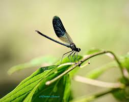 Attēlu rezultāti vaicājumam “Neottiura bimaculata female”