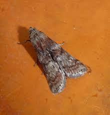 Attēlu rezultāti vaicājumam “Phycita roborella”