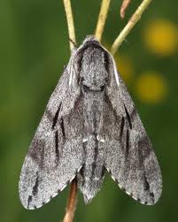 Attēlu rezultāti vaicājumam “Sphinx pinastri”