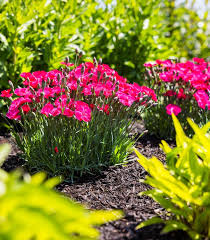 Image result for Dianthus gratianopolitanus