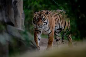 Image result for Northwich Predators