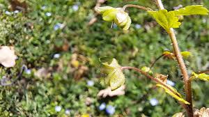 Attēlu rezultāti vaicājumam “Veronica persica fruit”