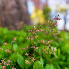 Attēlu rezultāti vaicājumam “Epimedium alpinum”