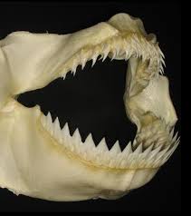 Image result for Dalatias licha