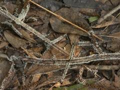 Attēlu rezultāti vaicājumam “Diachea leucopodia young”