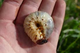 Attēlu rezultāti vaicājumam “Oryctes nasicornis larva”