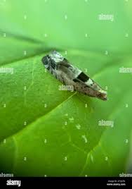 Attēlu rezultāti vaicājumam “Epinotia ramella”