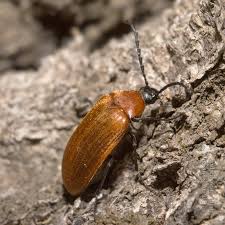 Attēlu rezultāti vaicājumam “Pseudocistela ceramboides”