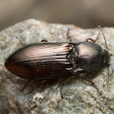 Attēlu rezultāti vaicājumam “Selatosomus aeneus”