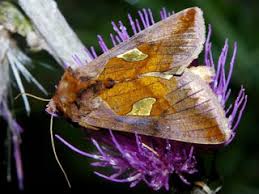 Attēlu rezultāti vaicājumam “Autographa excelsa”