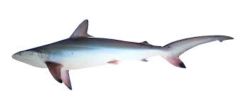 Image result for Carcharhinus