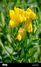 Attēlu rezultāti vaicājumam “Lathyrus pratensis flower”