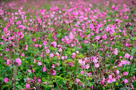 Attēlu rezultāti vaicājumam “Silene dioica flower”