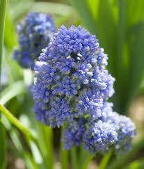 Attēlu rezultāti vaicājumam “Muscari armeniacum flower”