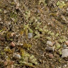 Attēlu rezultāti vaicājumam “Riccia canaliculata”