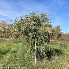 Attēlu rezultāti vaicājumam “Betula pendula Youngii”