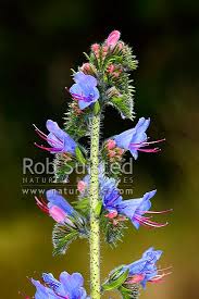 Attēlu rezultāti vaicājumam “Boraginaceae”