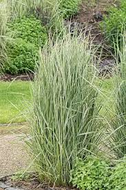 Attēlu rezultāti vaicājumam “Calamagrostis purpurea fruit”