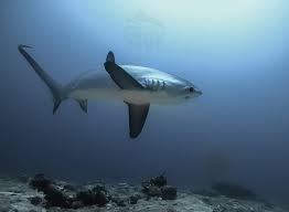 Image result for Alopias pelagicus