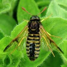 Attēlu rezultāti vaicājumam “Cimbicidae”