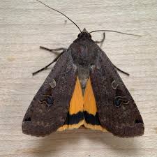 Attēlu rezultāti vaicājumam “Noctua pronuba”