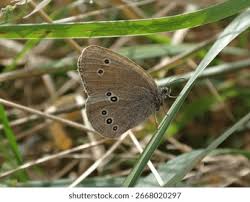 Attēlu rezultāti vaicājumam “Aphantopus hyperantus underside”