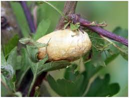 Attēlu rezultāti vaicājumam “Eriogaster lanestris larva”