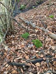 Attēlu rezultāti vaicājumam “Sciuro-hypnum populeum”