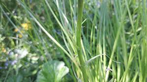 Attēlu rezultāti vaicājumam “Dactylorhiza fuchsii bud”