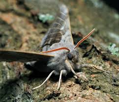 Attēlu rezultāti vaicājumam “Laothoe populi imago”