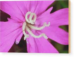 Attēlu rezultāti vaicājumam “Silene dioica flower”