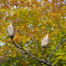Attēlu rezultāti vaicājumam “Liriodendron tulipifera bud”