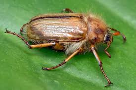 Attēlu rezultāti vaicājumam “Amphimallon solstitiale imago”