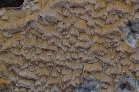 Attēlu rezultāti vaicājumam “Rhodonia placenta”