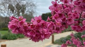 Attēlu rezultāti vaicājumam “Prunus (sakura)”