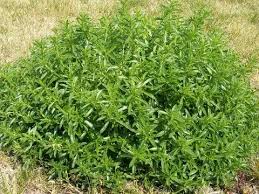 Image result for Satureja hortensis
