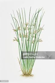 Attēlu rezultāti vaicājumam “Juncus inflexus bud”