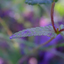 Attēlu rezultāti vaicājumam “Rhinanthus serotinus leaf”