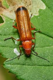 Attēlu rezultāti vaicājumam “Rhagonycha fulva”