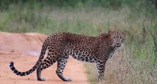 Image result for Яла заповедник