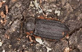 Attēlu rezultāti vaicājumam “Grynocharis oblonga”