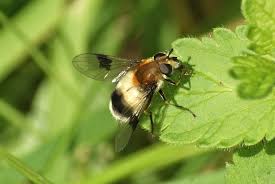 Attēlu rezultāti vaicājumam “Leucozona lucorum”
